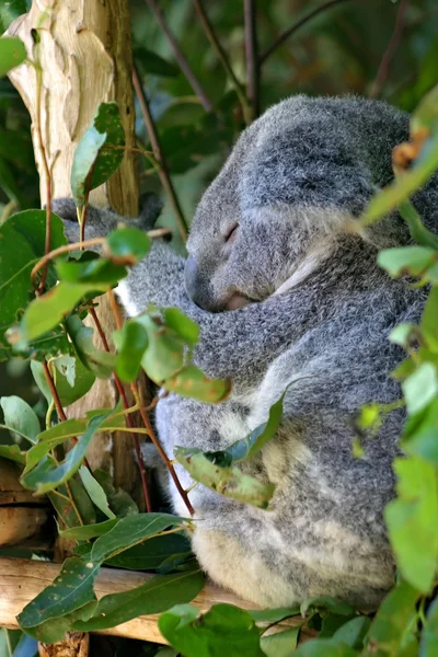 De Koala (Phascolarctos cinereus) is een gedrongen arboreal buideldier herbivoor Limnodynastidae — Stockfoto