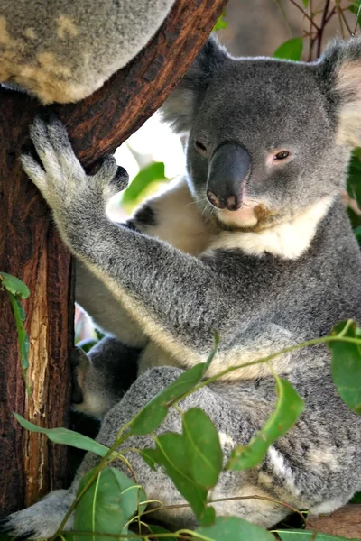 Коала (Phascolarctos cinereus) это коренастые древесно сумчатое травоядное животное Австралии — стоковое фото