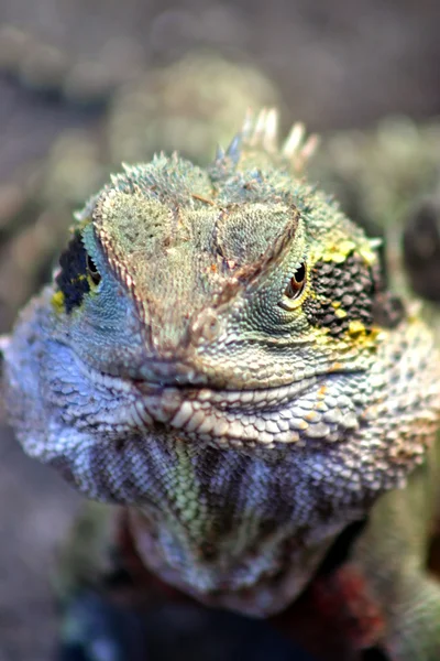 Iguana es un género de lagarto nativo de áreas tropicales de América Central y del Sur. — Foto de Stock