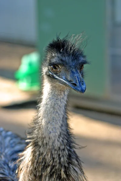 L'Emu, Dromaius novaehollandiae, è il più grande uccello originario dell'Australia — Foto Stock