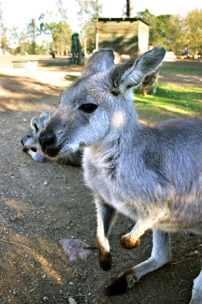 Canguru é uma espécie de marsupial da família Macropodidae. — Fotografia de Stock