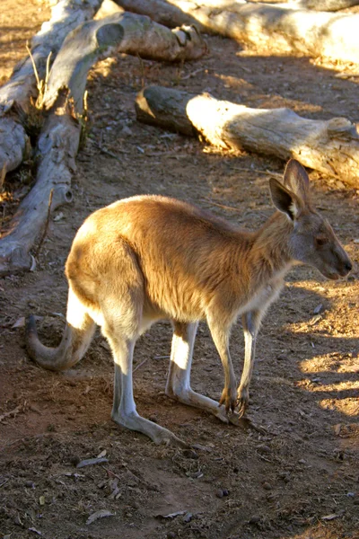 Canguru é uma espécie de marsupial da família Macropodidae. — Fotografia de Stock