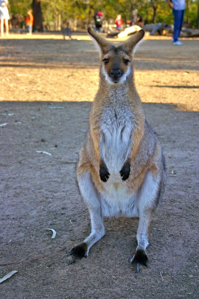 En känguru är ett pungdjur från familj Macropodidae — Stockfoto