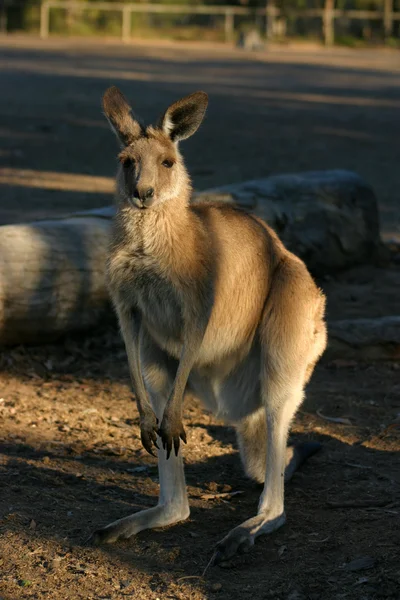 Bir kanguru bir keseli Macropodidae aileden olduğunu — Stok fotoğraf