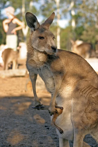 En känguru är ett pungdjur från familj Macropodidae — Stockfoto
