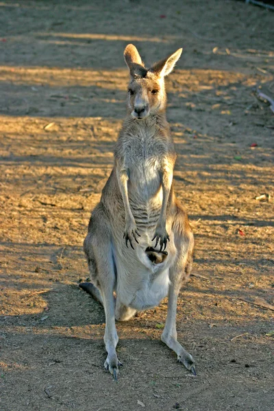 En känguru är ett pungdjur från familj Macropodidae — Stockfoto