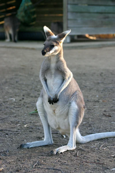 A kenguru egy a család Macropodidae erszényesek — Stock Fotó