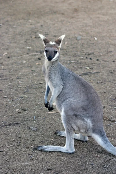 Un canguro è un marsupiale della famiglia Macropodidae — Foto Stock