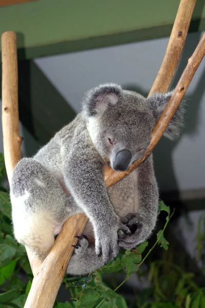 De Koala (Phascolarctos cinereus) is een gedrongen arboreal buideldier herbivoor Limnodynastidae — Stockfoto