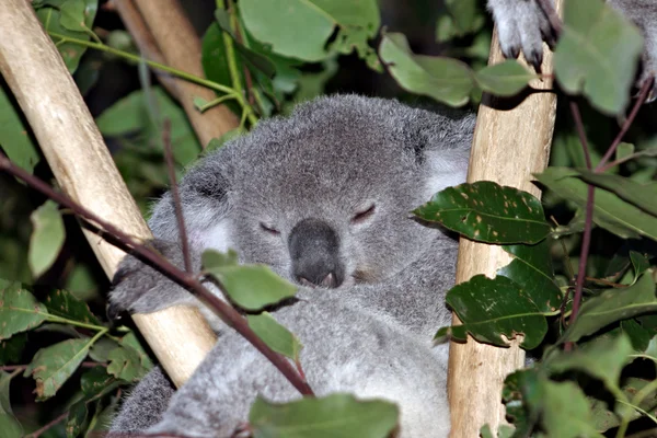 Der Koala (phascolarctos cinereus) ist ein Dickicht aus Beuteltieren, die in Australien beheimatet sind — Stockfoto