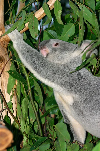 Koalaen (Phascolarctos cinereus) är en satt trädlevande pungdjur växtätare Australien — Stockfoto
