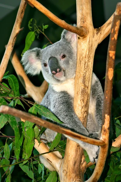 De Koala (Phascolarctos cinereus) is een gedrongen arboreal buideldier herbivoor Limnodynastidae — Stockfoto