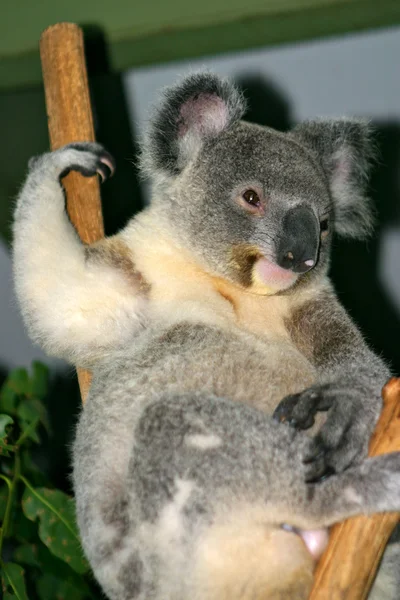 A Koala (Phascolarctos cinereus) bennszülött-hoz Ausztrália szépnövésű fán élő erszényes növényevő — Stock Fotó