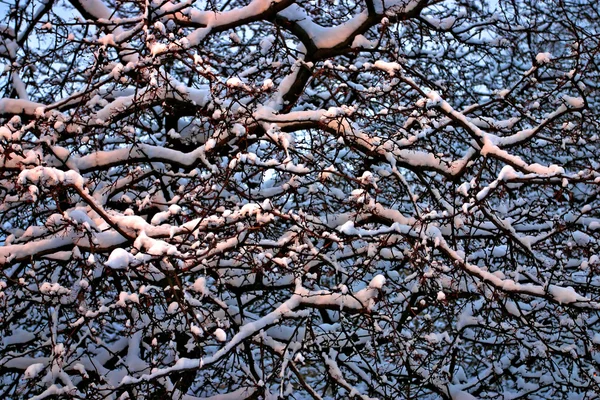 Χιονισμένο χειμώνα στη Βοστώνη, Μασαχουσέτη, ΗΠΑ — Φωτογραφία Αρχείου