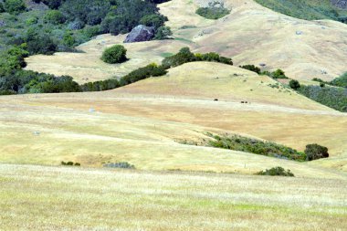 Kaliforniya'nın Central Coast, Big Sur, ABD