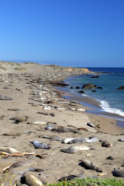 Deniz Aslanları, Pacific Coast, Kaliforniya, ABD