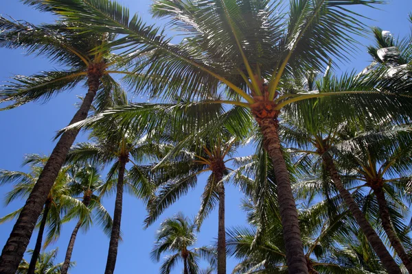 Spiaggia di Waikiki, Honolulu, Oahu, Hawaii — Foto Stock