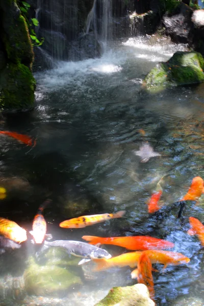 Beach Waikiki, Honolulu, Oahu, Hawaii