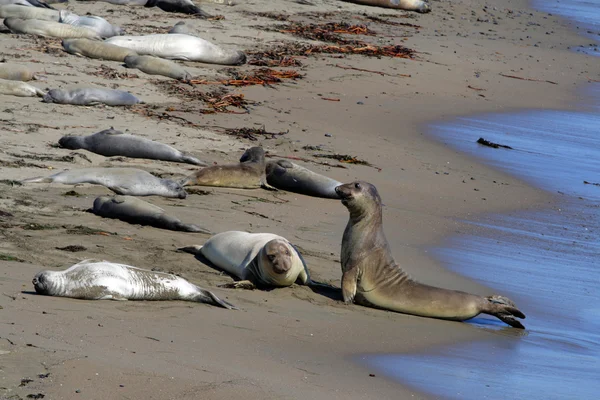 海狮在太平洋海岸，加利福尼亚州，美国 — 图库照片
