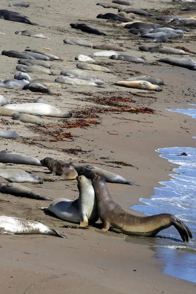 Leones marinos en la costa del Pacífico, California, EE.UU. — Foto de Stock