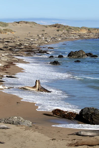 太平洋海岸、カリフォルニア、米国でアシカ — ストック写真