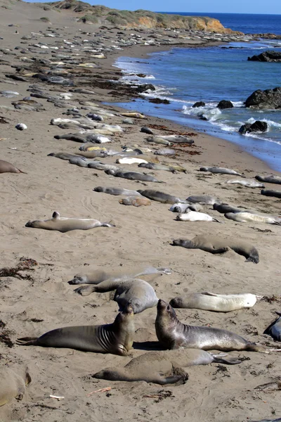 Otaries sur la côte du Pacifique, Californie, États-Unis — Photo