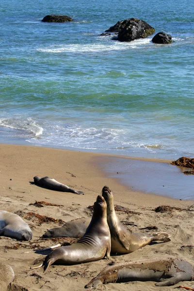 Leones marinos en la costa del Pacífico, California, EE.UU. — Foto de Stock