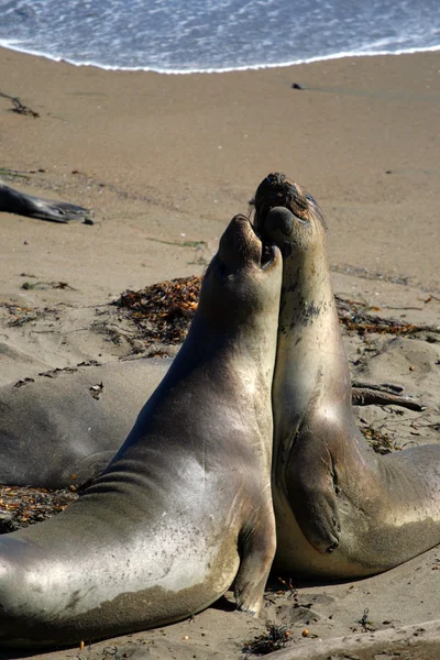 Leones marinos en la costa del Pacífico, California, EE.UU. — Foto de Stock