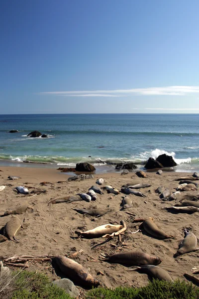海狮在太平洋海岸，加利福尼亚州，美国 — 图库照片