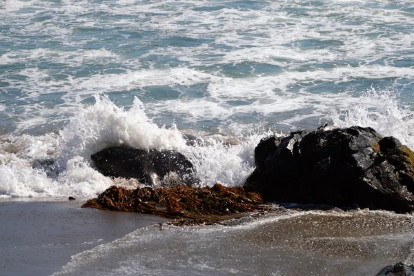 Морские львы на Тихоокеанском побережье, Калифорния, США — стоковое фото