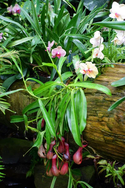 Primer plano imagen de la orquídea —  Fotos de Stock