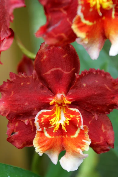 Nahaufnahme Bild der Orchidee — Stockfoto