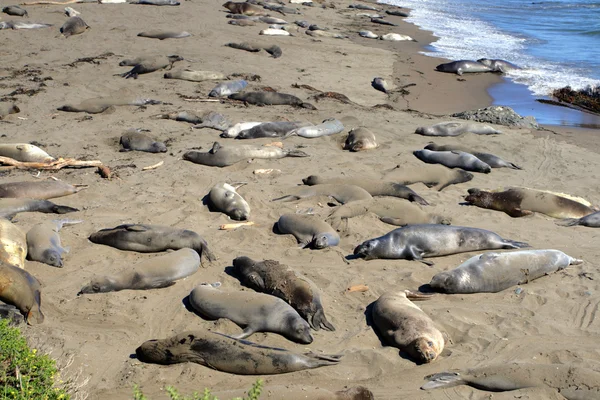 Leones marinos en la costa del Pacífico, California, EE.UU. Imagen de stock