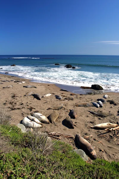 Sea lions at the Pacific Coast, California, USA Stock Picture