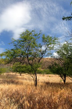 Diamond Head, Honolulu, Hawaii