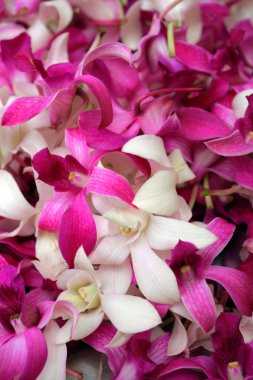 Orkide görüntüyü kapat