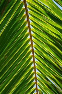 Bir palmiye yaprağı görüntü kadar kapatın