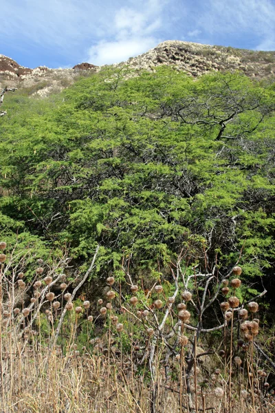 Cabeza de diamante, Honolulu, Hawaii — Foto de Stock