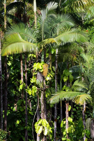 Rainbow Falls, grote Isalnd, Hawai — Stockfoto