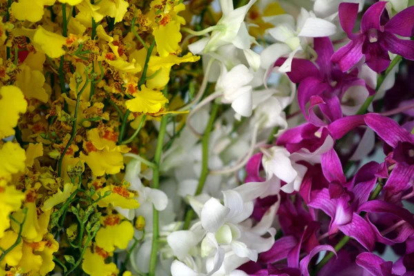 Крупним планом зображення орхідей — стокове фото