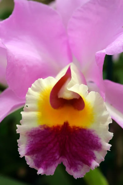 Zblízka obraz orchidej — Stock fotografie