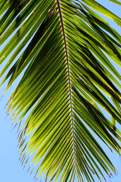 Immagine ravvicinata di una foglia di palma — Foto Stock