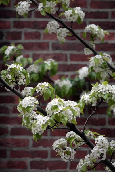 Beacon Hill, Boston — Photo