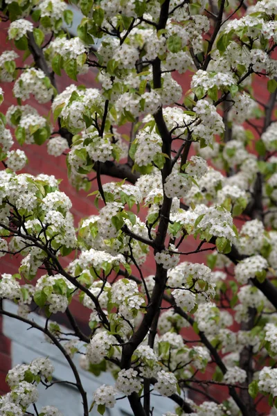 Beacon Hill, Boston — Photo