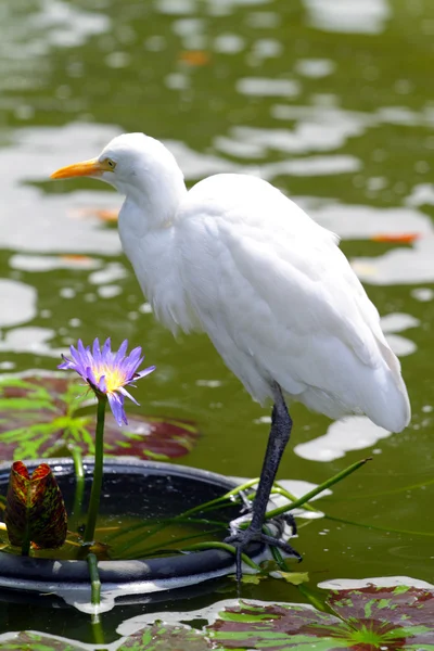 Stock beeld van een zilverreiger — Stockfoto