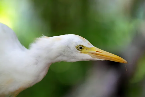 Lager bild av en egret — Stockfoto