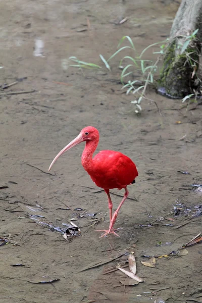 Ibis écarlate - Oiseau rouge — Photo