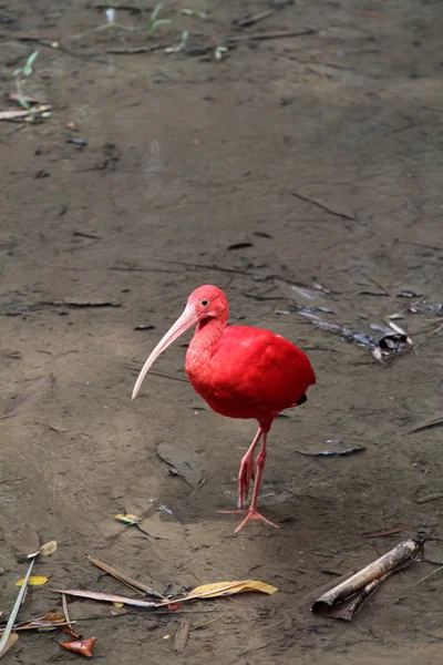 Ibis écarlate - Oiseau rouge — Photo