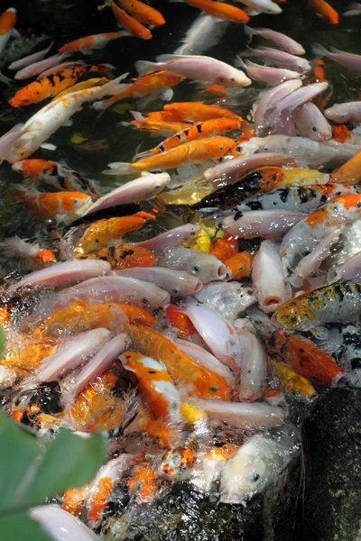 Koi-Fische im Teich — Stockfoto