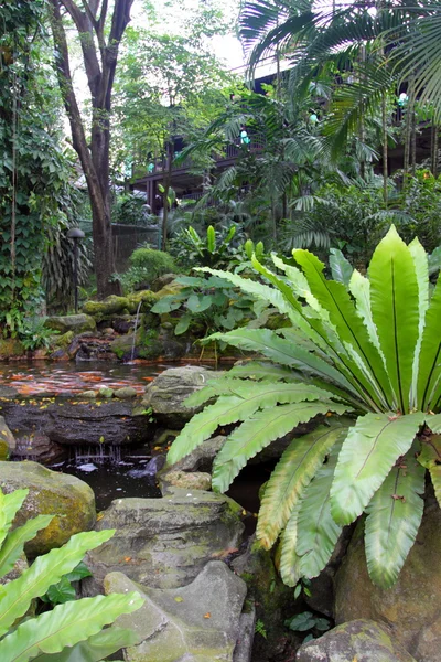 Tropical garden, Malaysia — Stock Photo, Image